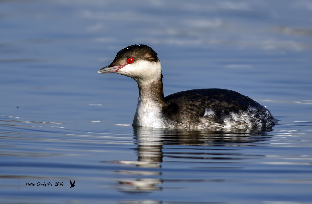 Horned Grebe