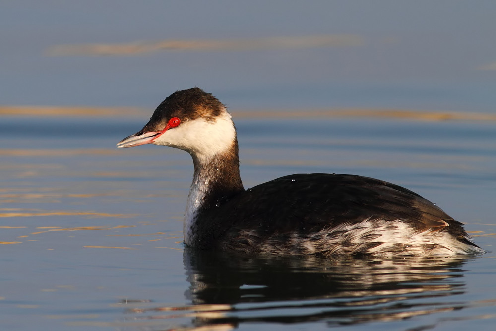 Horned Grebe