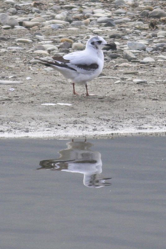 Little Gull