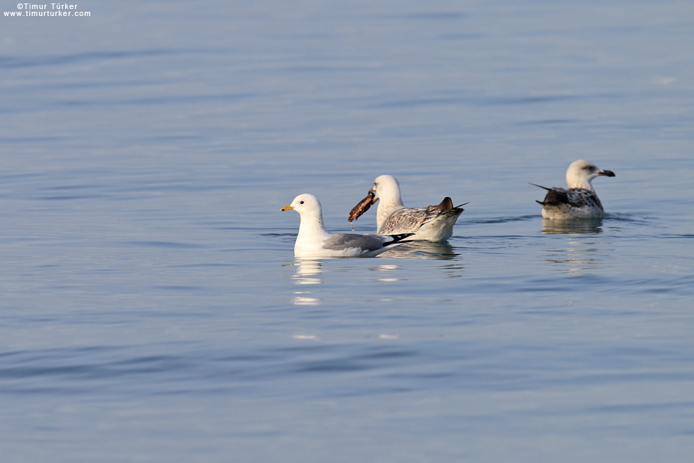 Common Gull