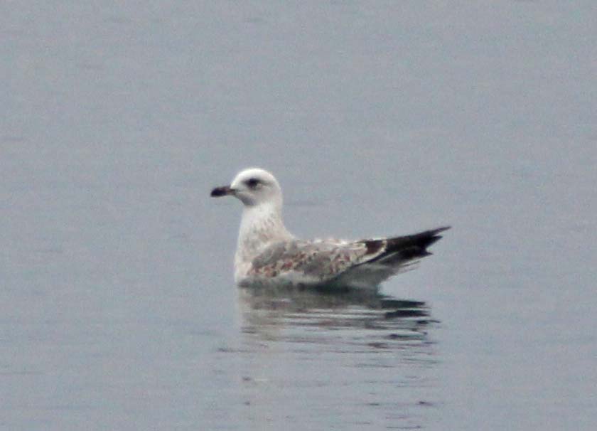 Common Gull