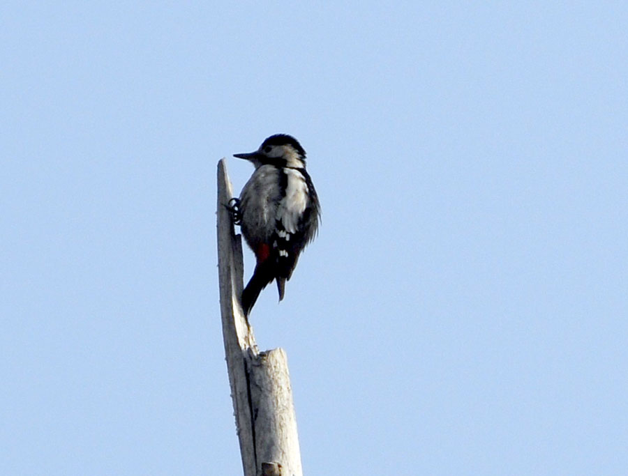 Syrian Woodpecker