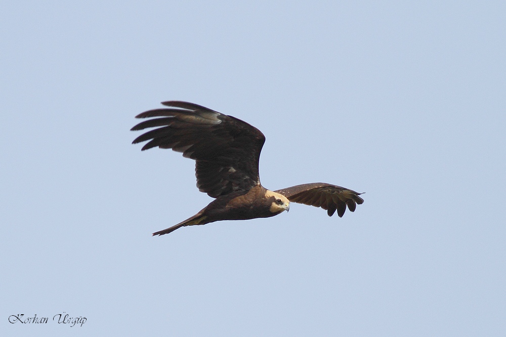 Western Marsh Harrier