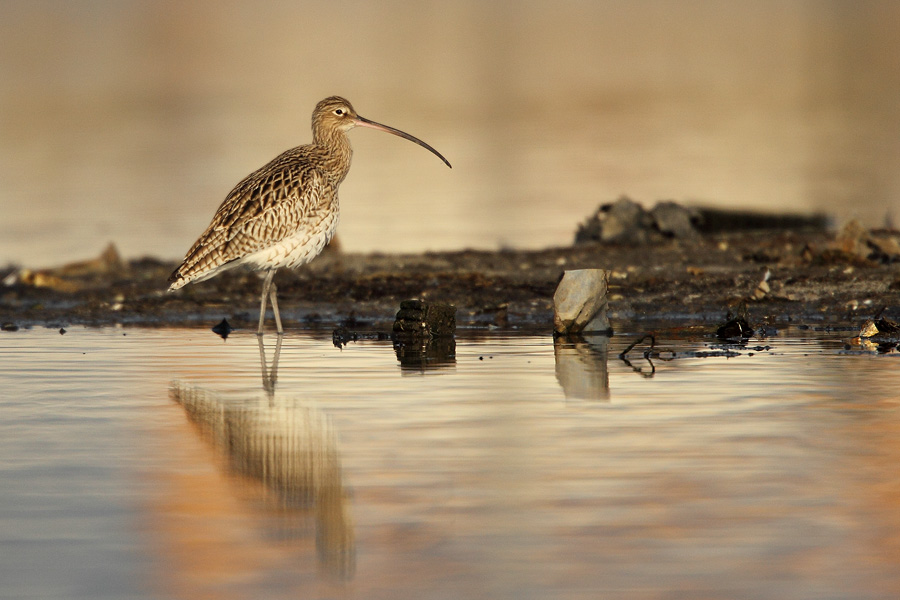 Eurasian Curlew