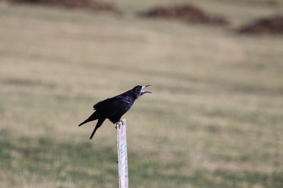 Rook