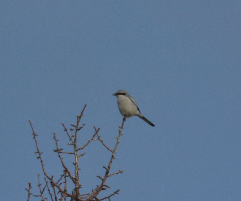Great Grey Shrike