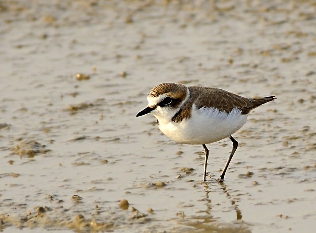 Kentish Plover