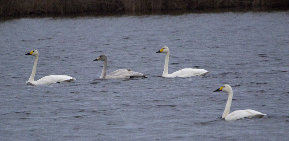 Tundra Swan