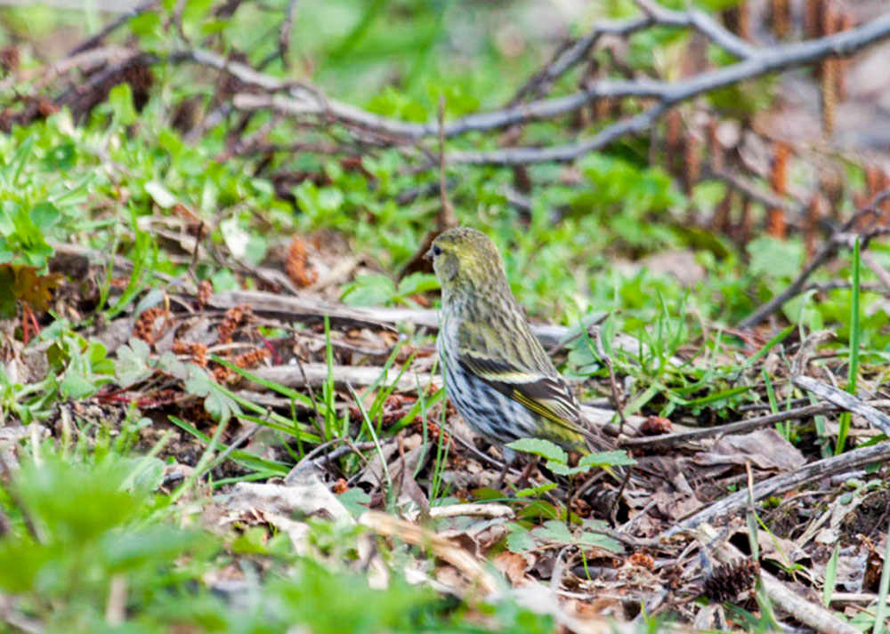 Eurasian Siskin