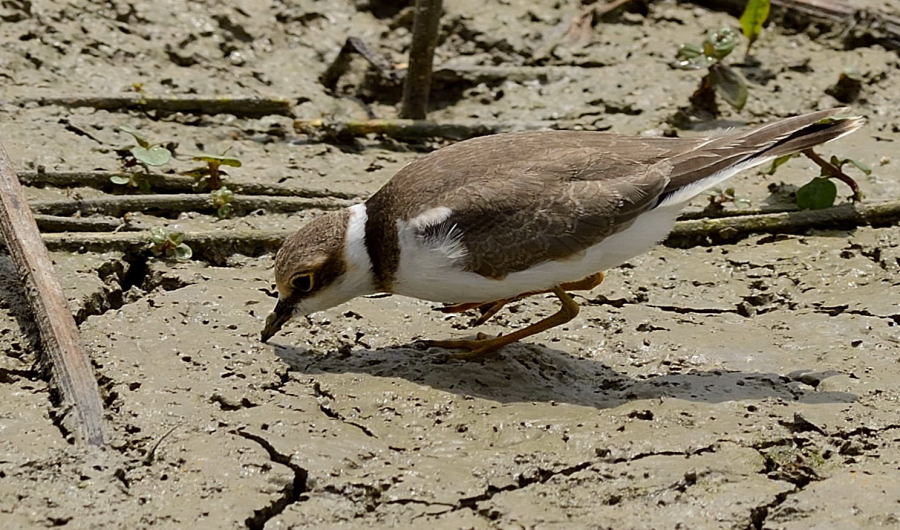 Little Ringed Plover