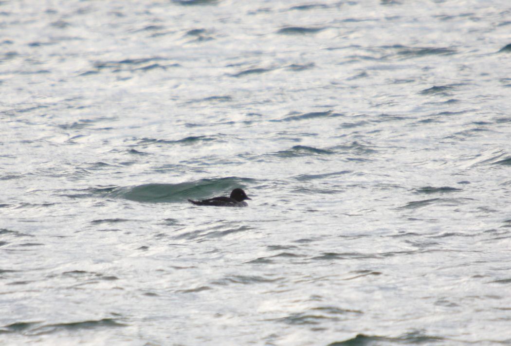 Common Goldeneye