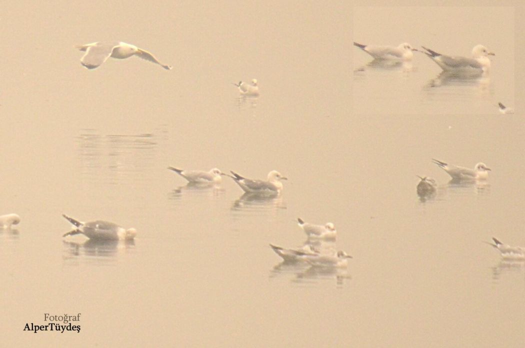 Common Gull