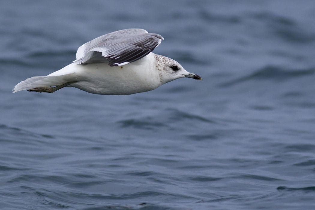 Common Gull