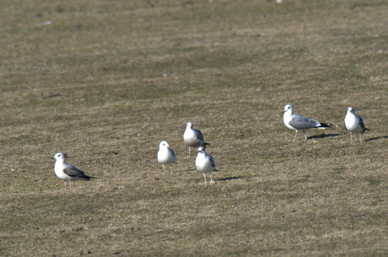 Common Gull