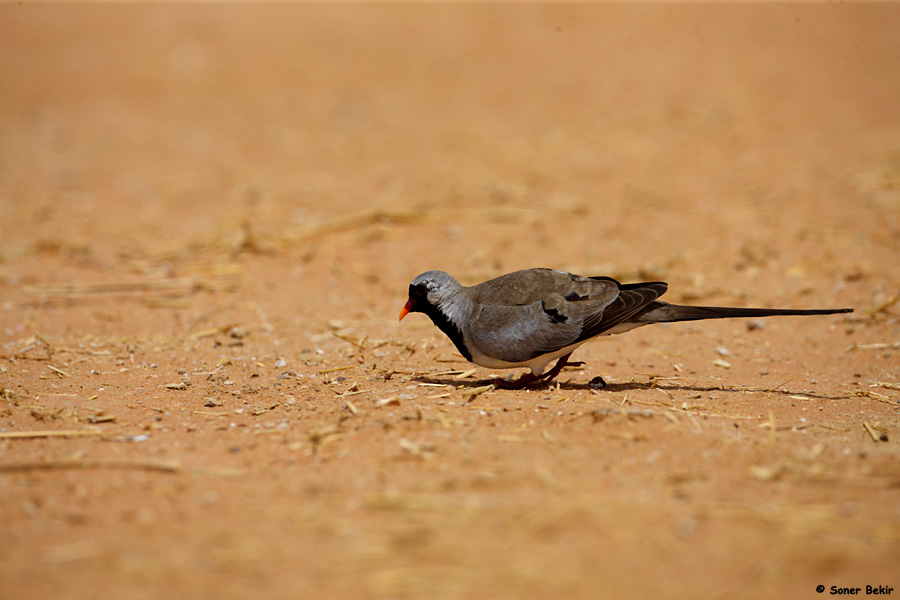 Namaqua Dove