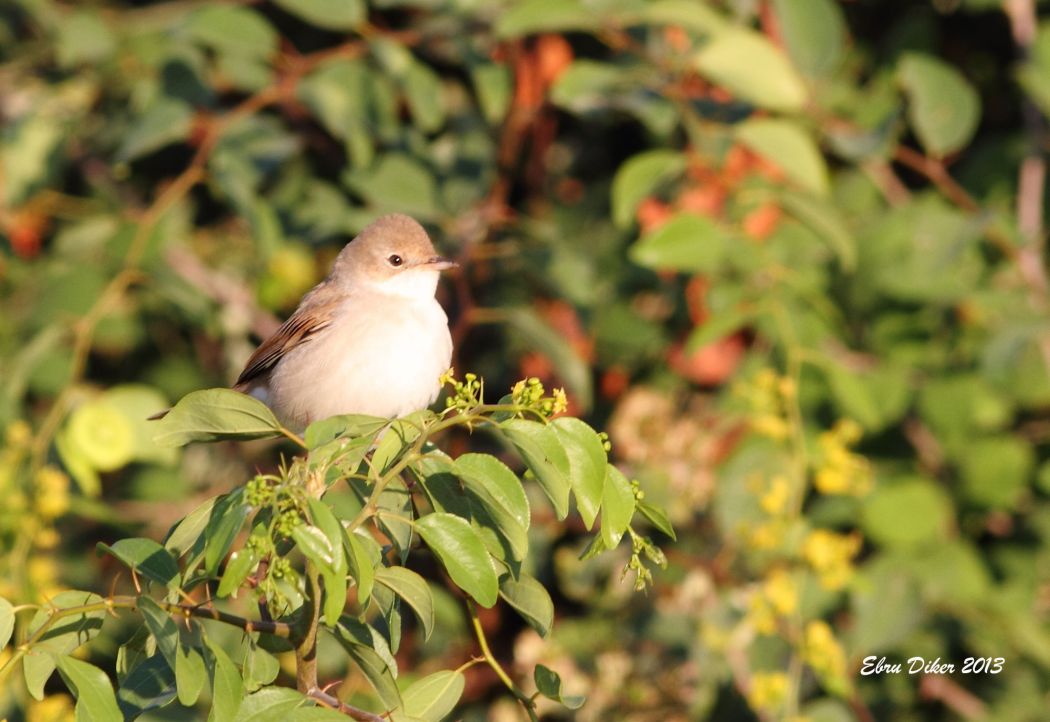 Akgerdanlı Ötleğen