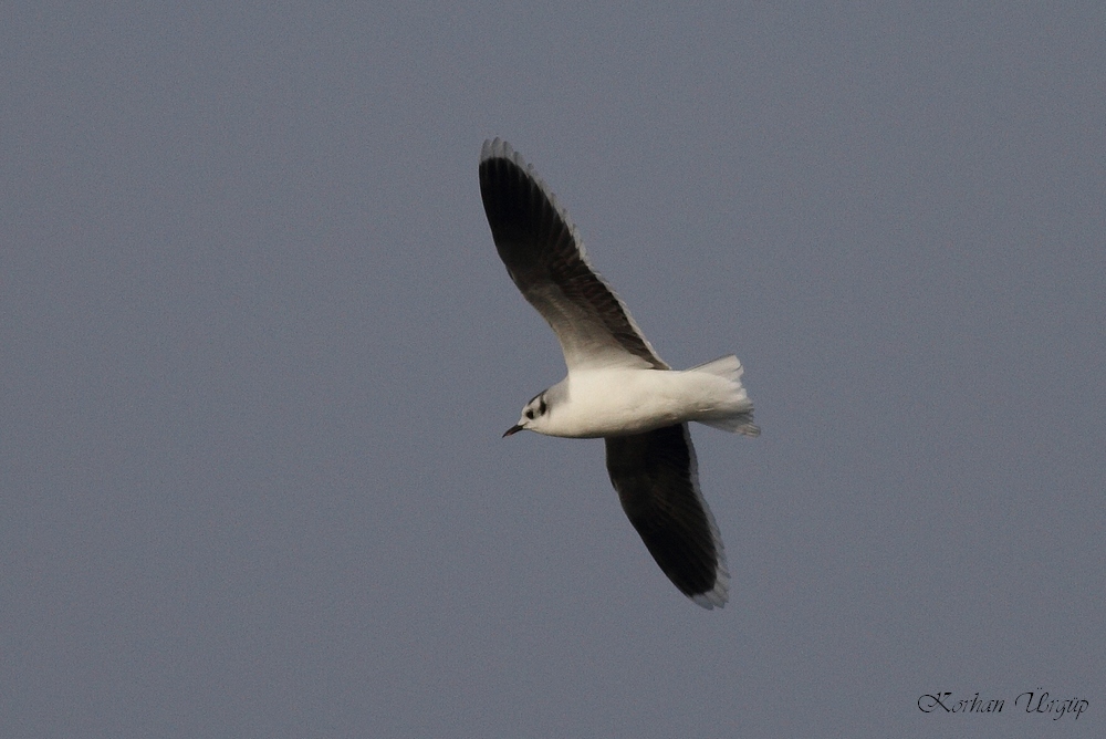Little Gull