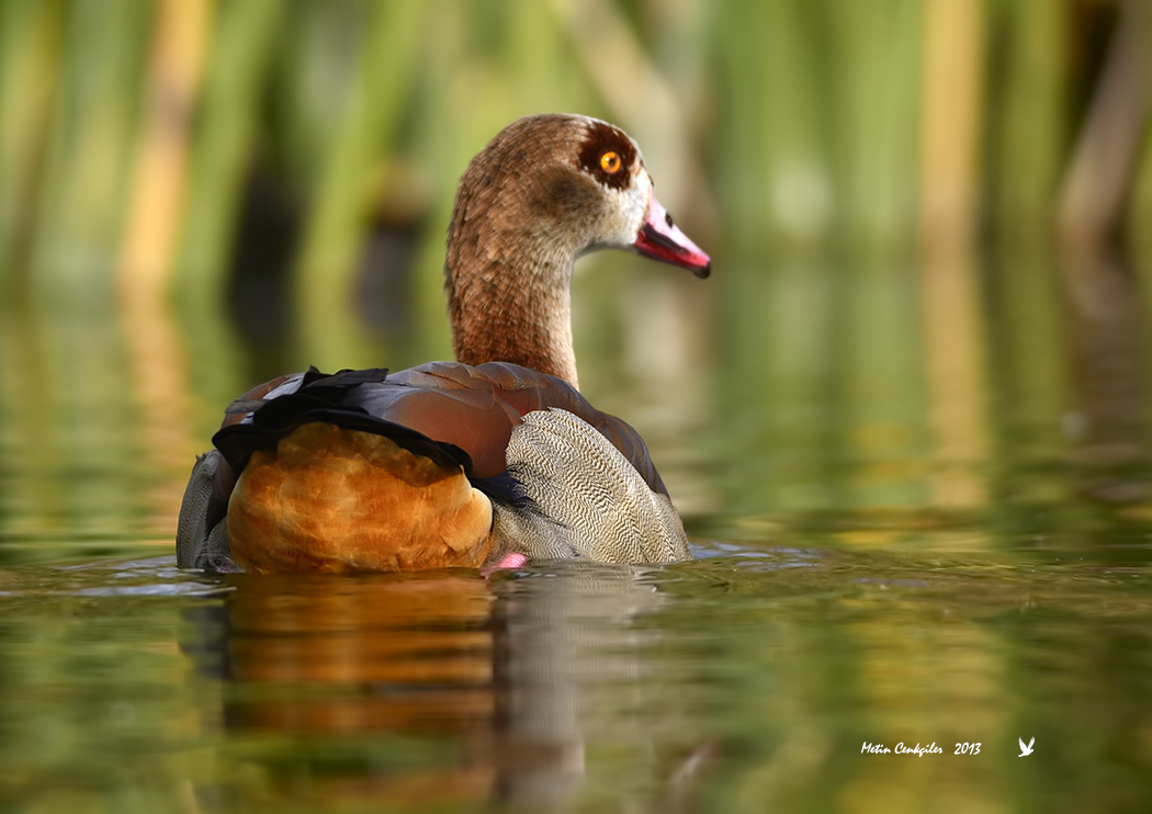 Egyptian Goose