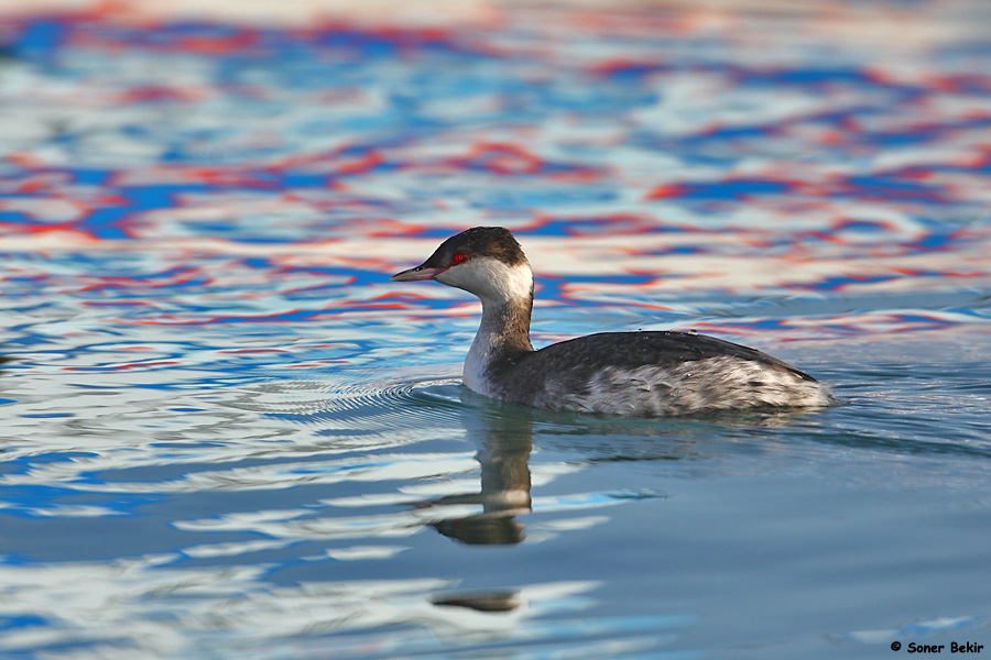 Horned Grebe