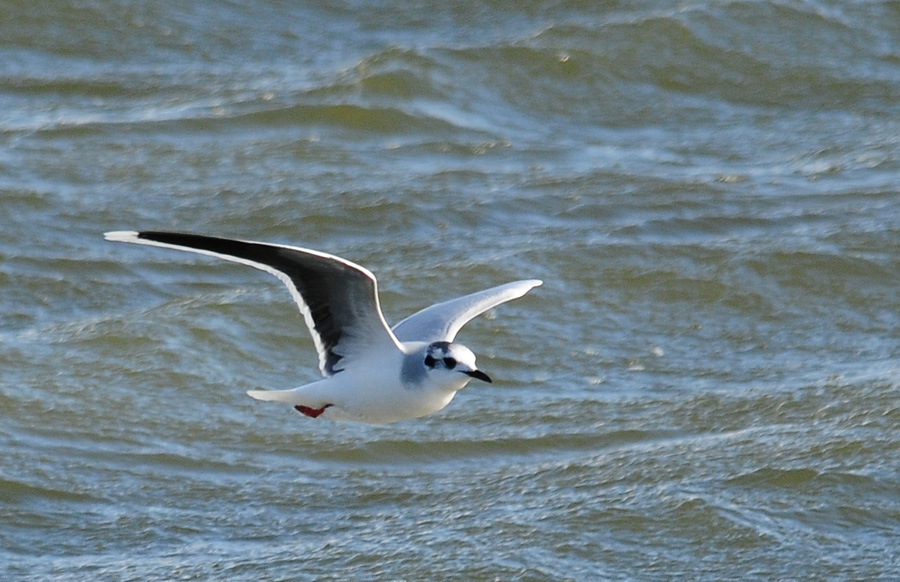 Little Gull