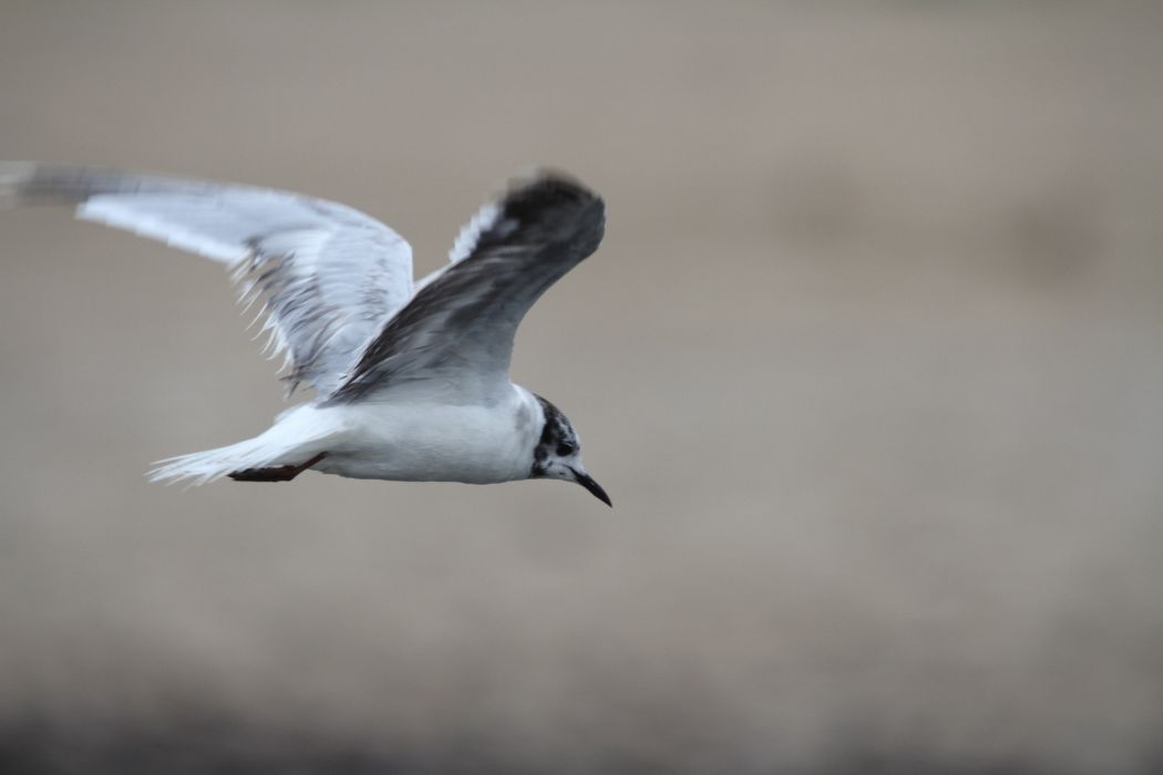 Little Gull
