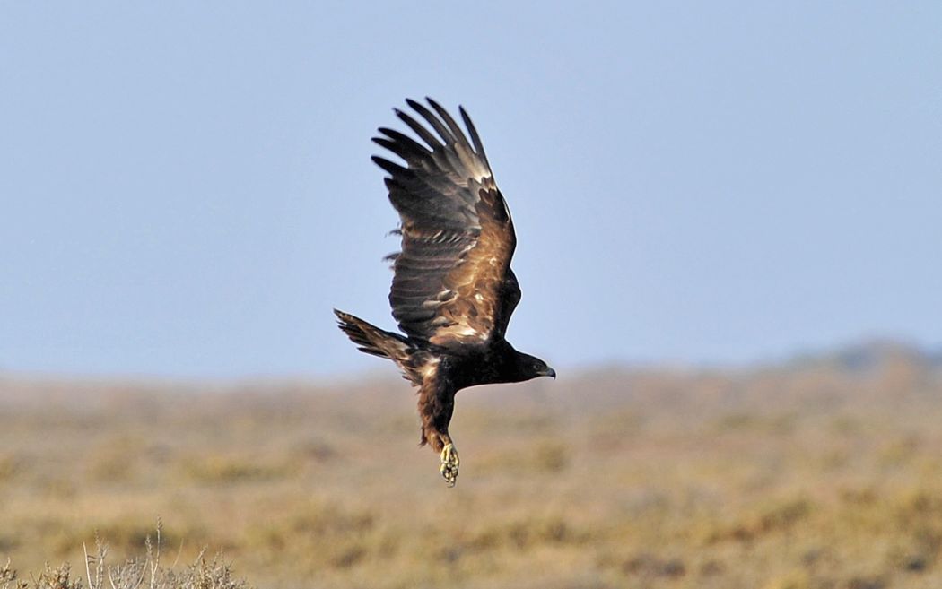 Greater Spotted Eagle
