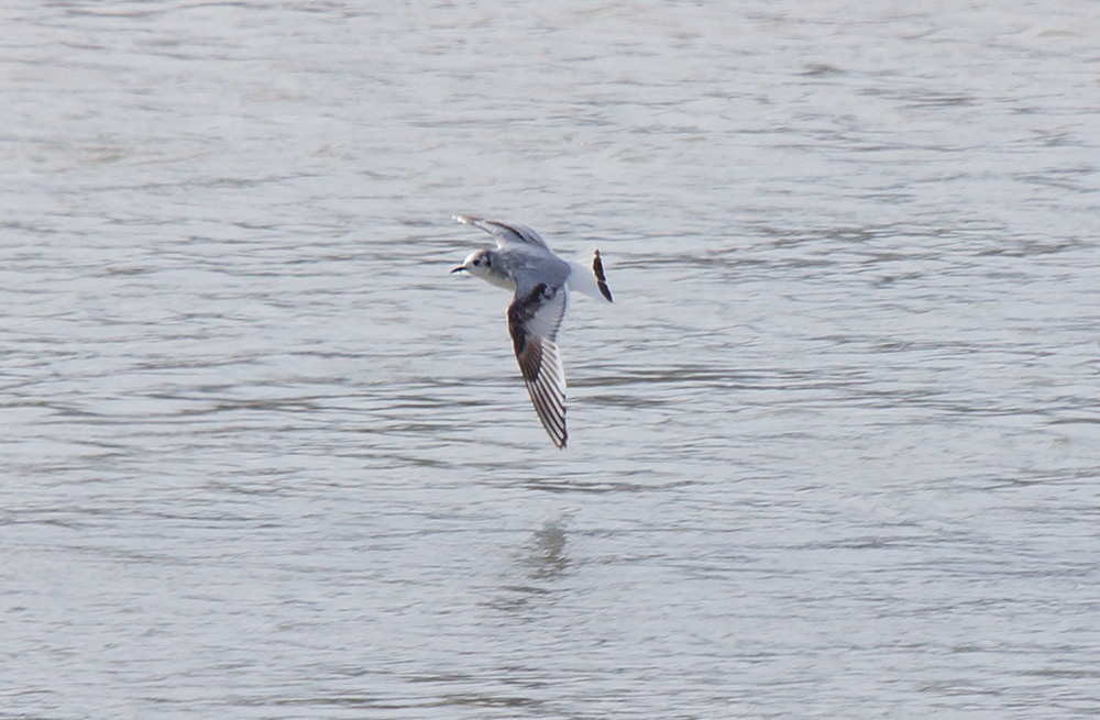 Little Gull