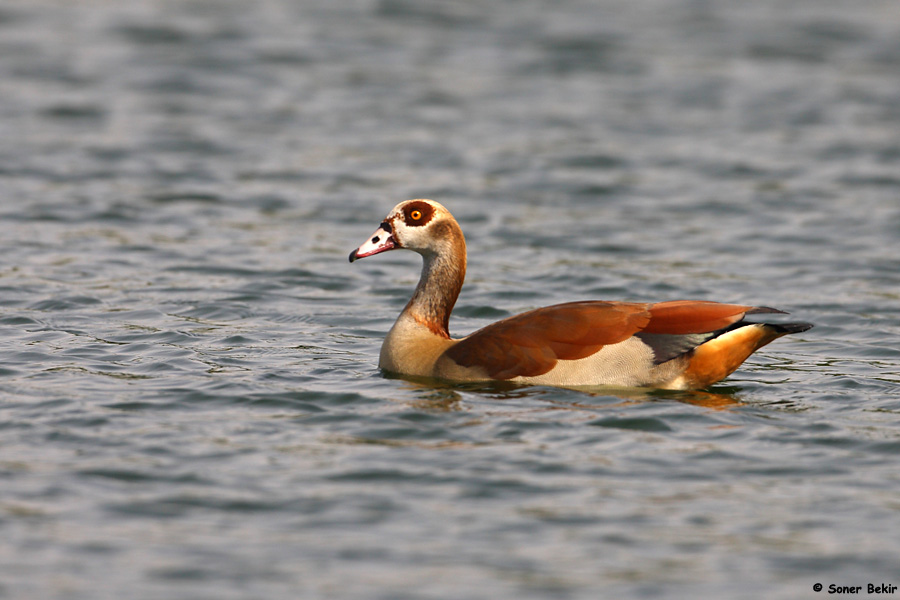 Egyptian Goose