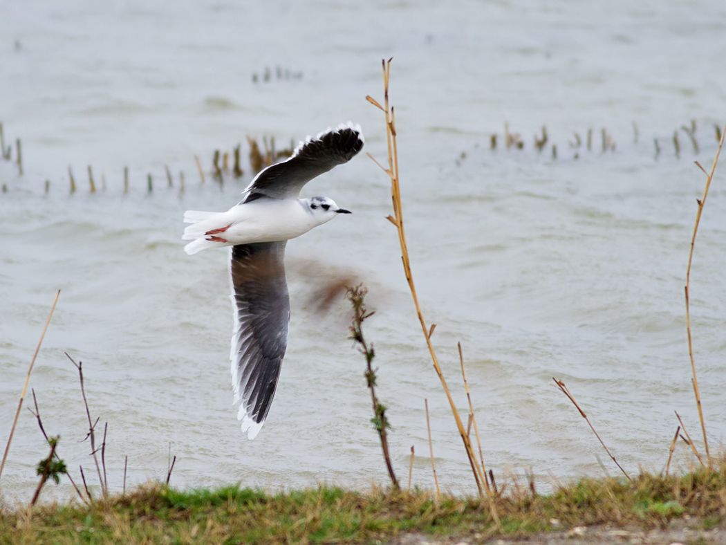 Little Gull