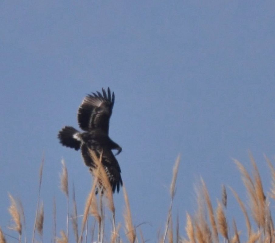 Greater Spotted Eagle
