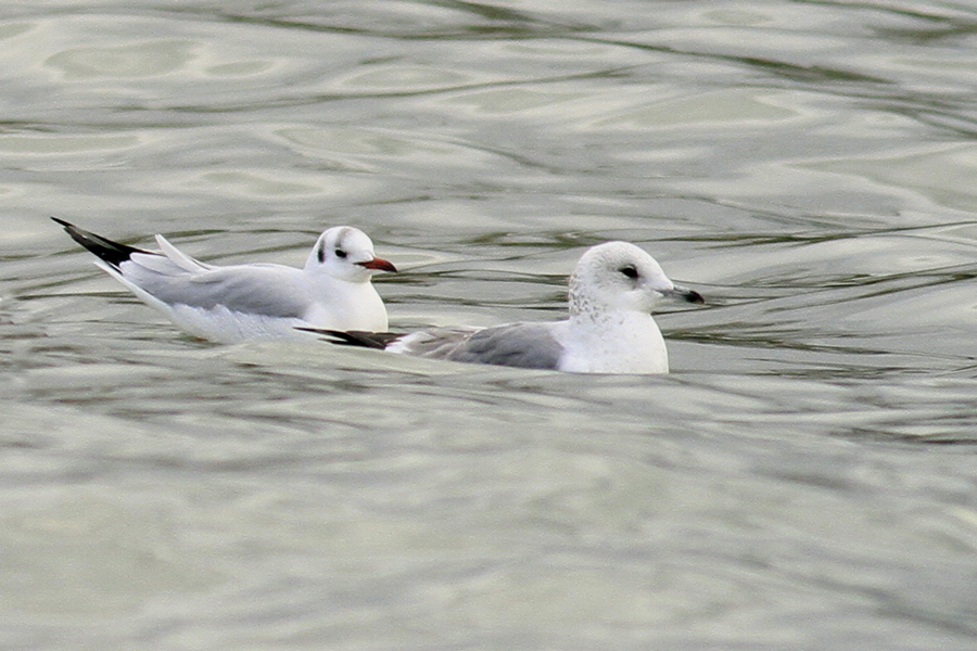 Common Gull