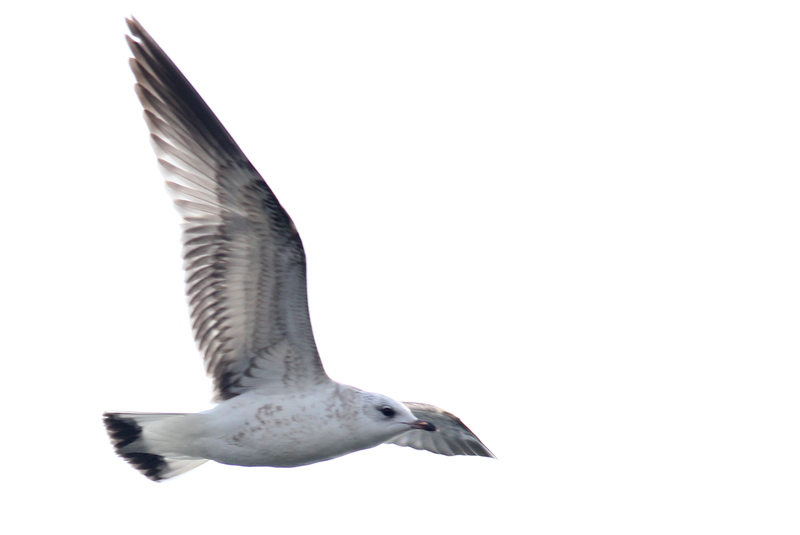 Common Gull
