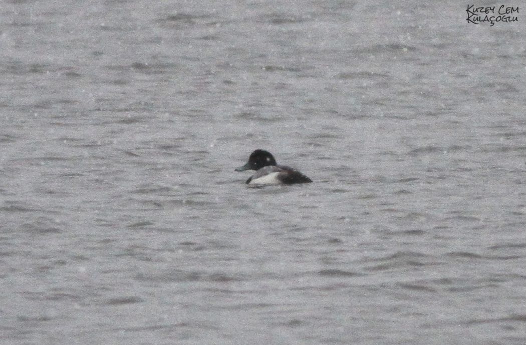 Greater Scaup