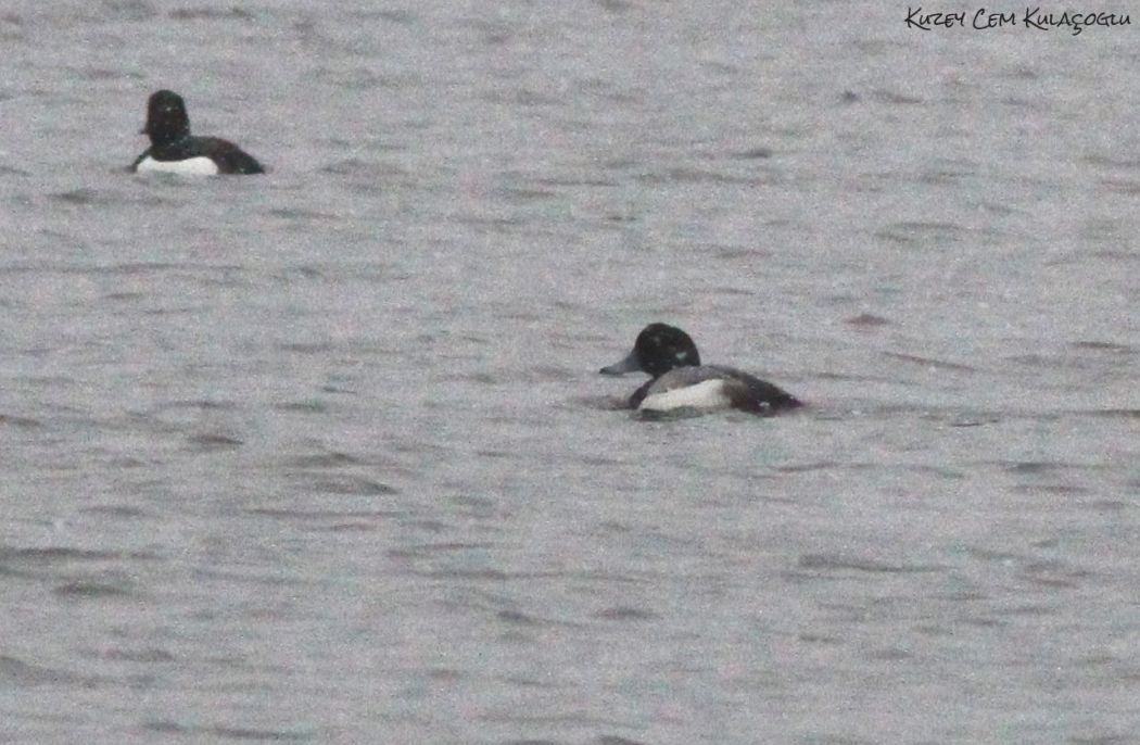 Greater Scaup