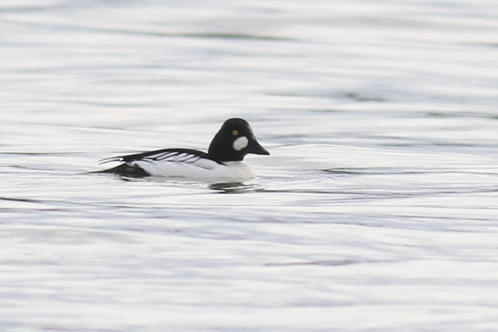Common Goldeneye