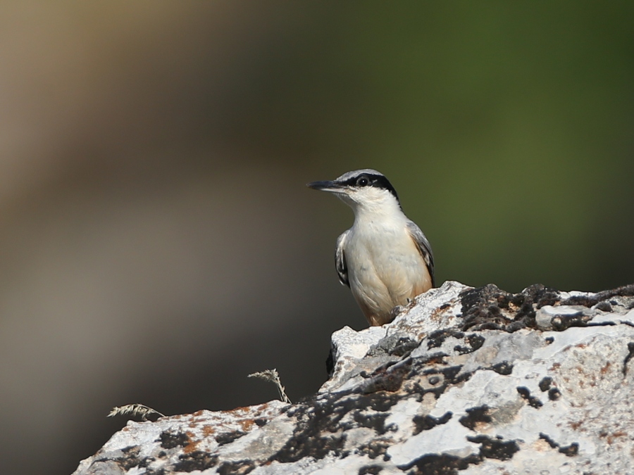 Eastern Rock Nuthatch