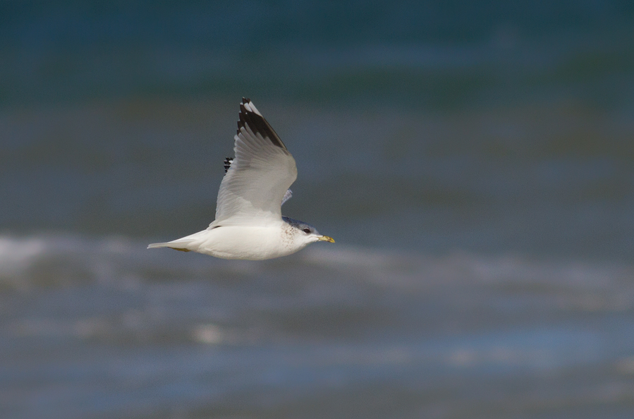 Common Gull