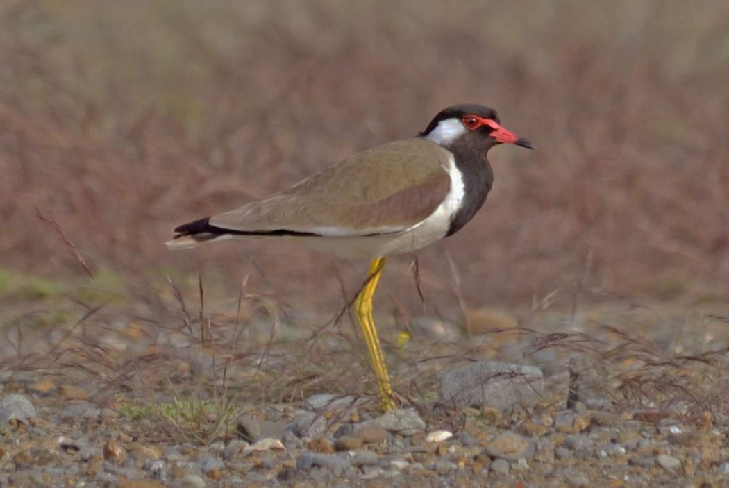 Red-wattled Lapwing