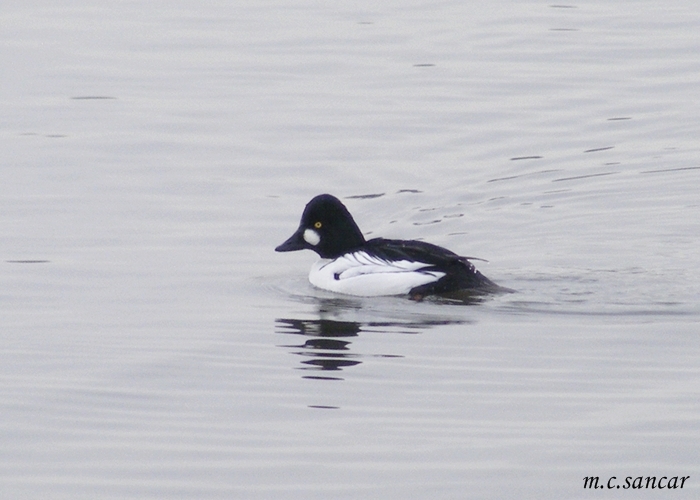 Common Goldeneye