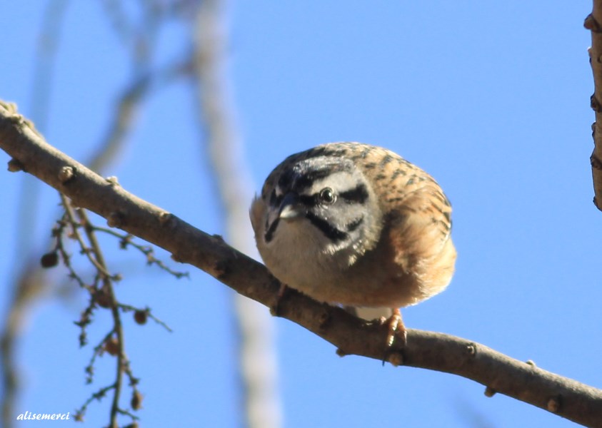 Rock Bunting