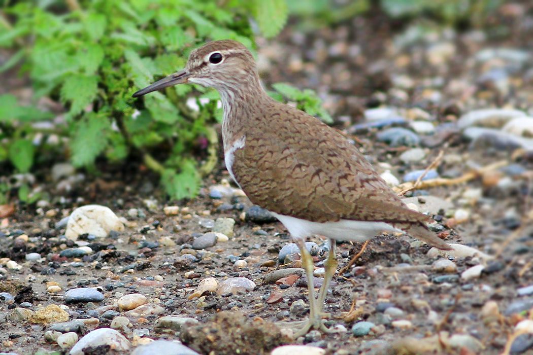 Common Sandpiper