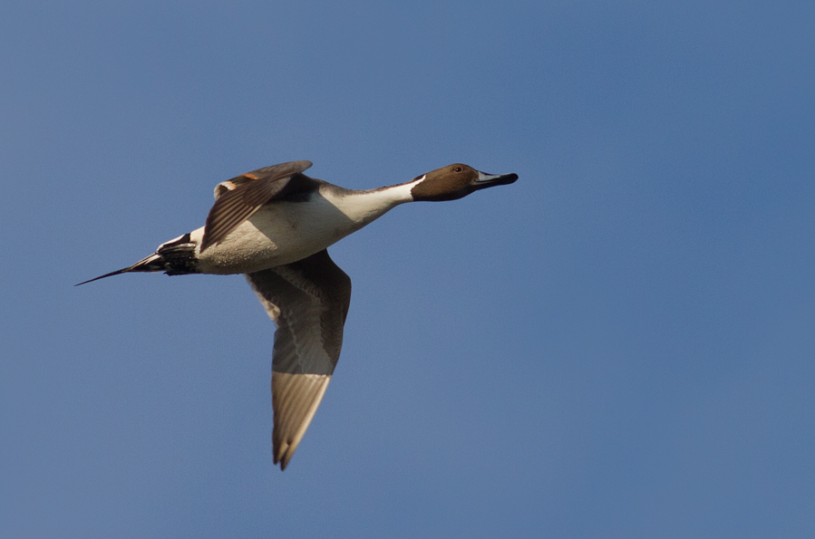 Northern Pintail