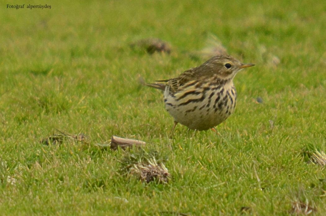 Meadow Pipit