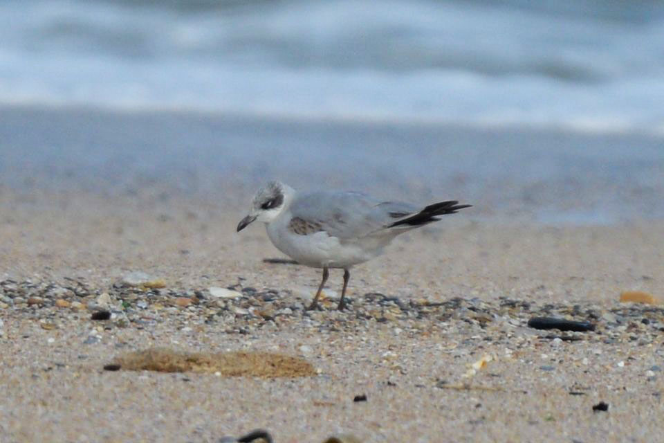 Mediterranean Gull