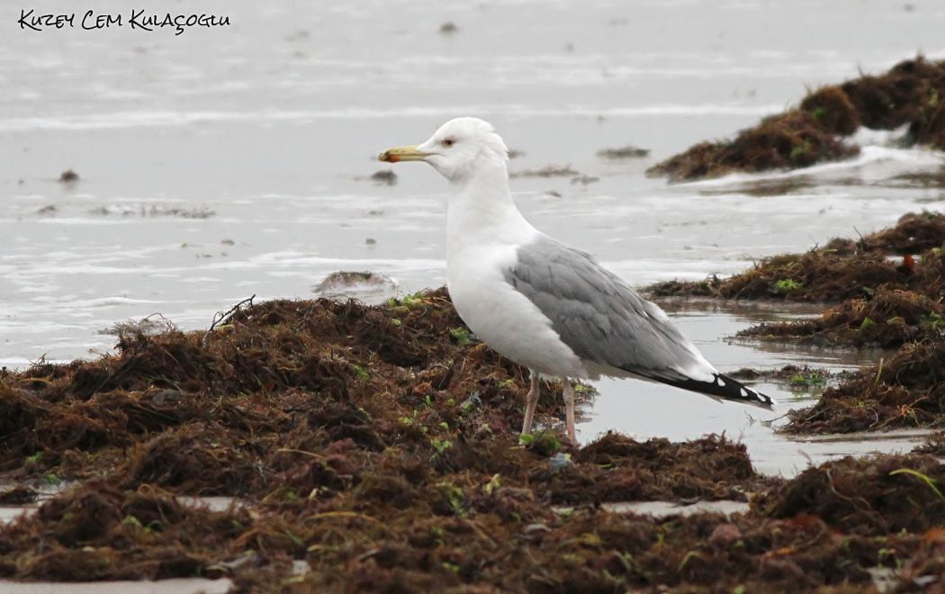 Caspian Gull