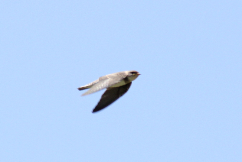 Sand Martin
