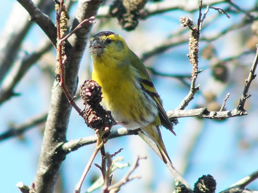 Eurasian Siskin