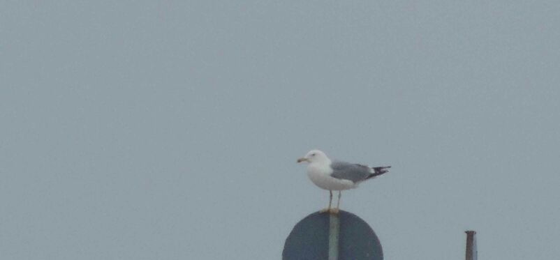 Caspian Gull