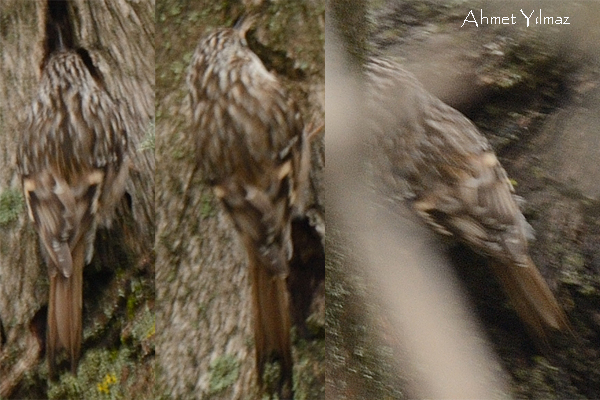 Eurasian Treecreeper