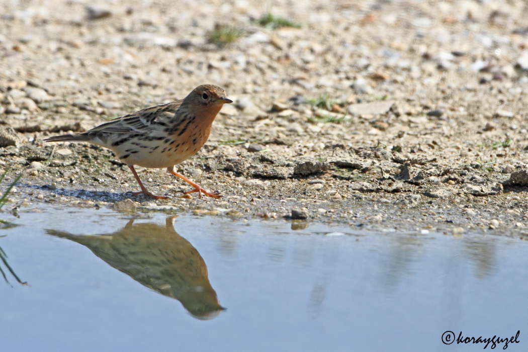 Red-throated Pipit